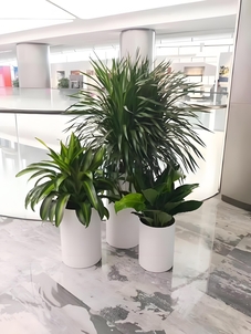 想让慈溪空间焕生机？植物出租服务别错过！